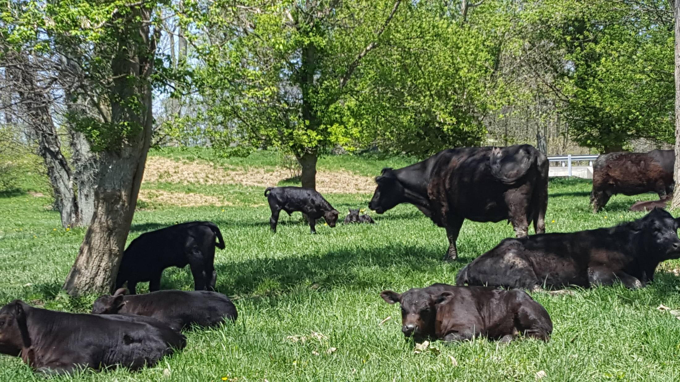 Grass-fed cattle grazing at sunset on Juillard Farm in Stryker, Ohio