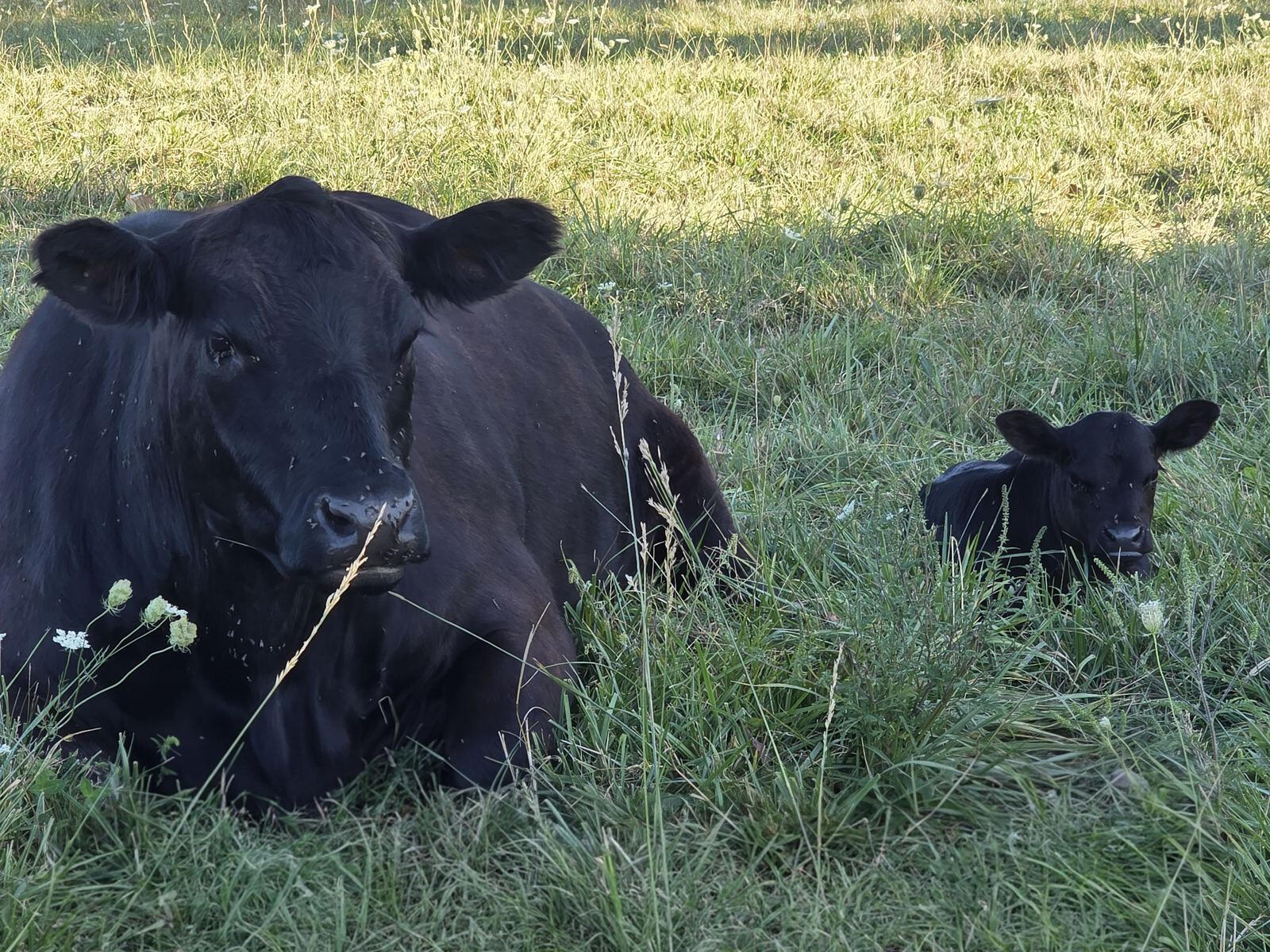 Cattle grazing in a clover pasture